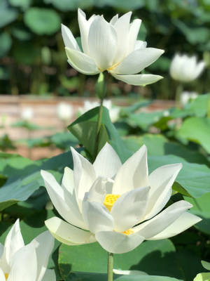 White Lotus Flower Wallpaper