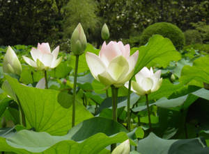 White Lotus Flowers Blooming Wallpaper