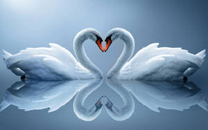 White Love Swan Couple Wallpaper