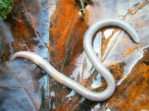 White Lumbricid Worm On A Leaf Wallpaper