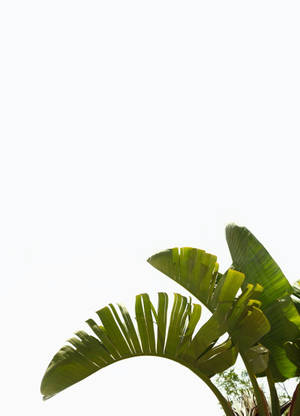 White Minimalist Banana Leaves Wallpaper