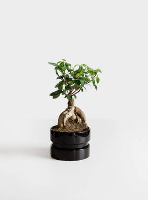 White Minimalist Bonsai Plant Wallpaper