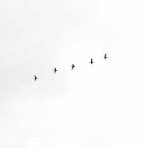 White Minimalist Flock Of Birds Wallpaper