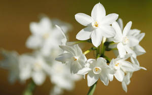 White Narcissus Flowers Wallpaper