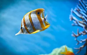 White Orange Fish Wallpaper