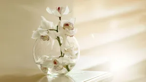 White Orchid On Crystal Vase Wallpaper