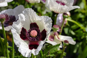 White Oriental Poppies Wallpaper