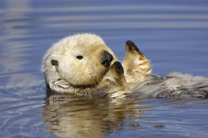 White Otter Animal Wallpaper