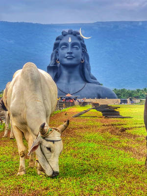 White Ox In Front Of Adiyogi Shiva Wallpaper