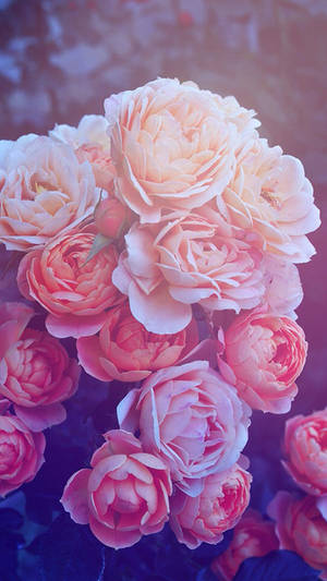 White, Peach And Pink Rose Iphone Background Wallpaper