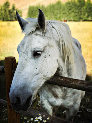 White Percheron Horse Face Wallpaper