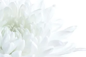 White Petaled Flower Wallpaper