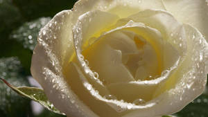 White Petaled Rose Wallpaper