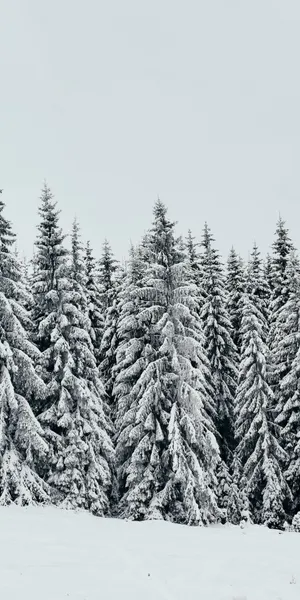 White Pine Trees Wallpaper