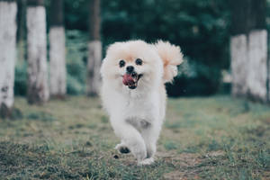 White Pomeranian Dog Running Wallpaper