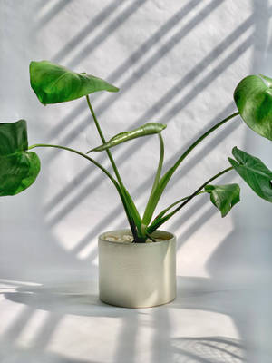 White Potted Plant Aesthetic Wallpaper