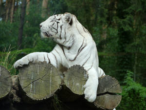 White Predator Tiger Wallpaper