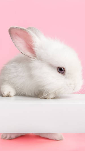 White Rabbit Pink Aesthetic Wallpaper