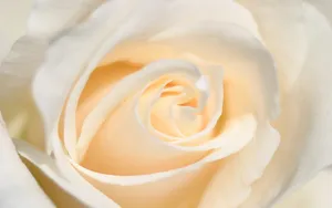 “white Rose: A Symbol Of Innocence And Purity” Wallpaper
