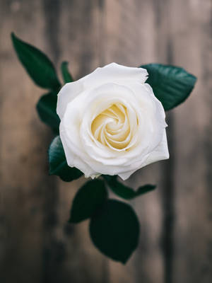 White Rose Photo Wallpaper