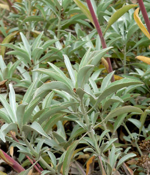 White Sage Plant Wallpaper