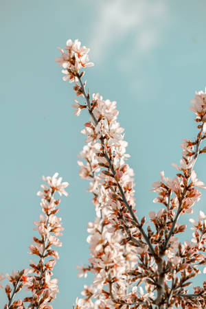 White Sakura Against Sky Wallpaper