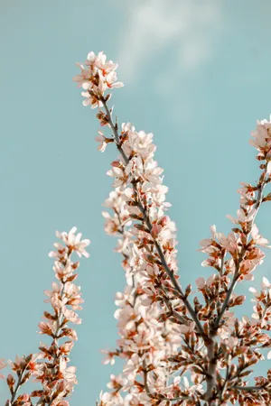 White Sakura Against Sky Wallpaper