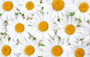 White Shasta Daisy Flowers Wallpaper