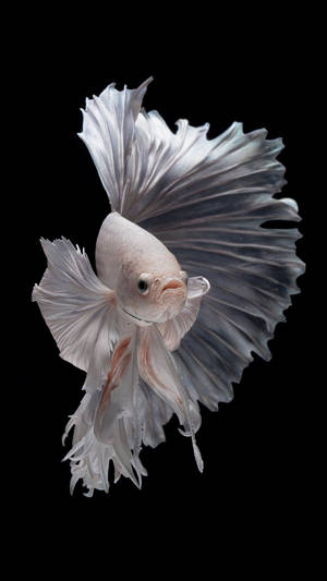 White Siamese Fighting Fish Iphone Wallpaper