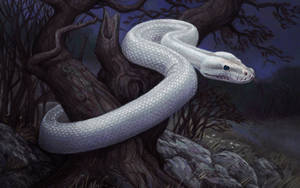 White Snake At Rocky Woods Art Wallpaper