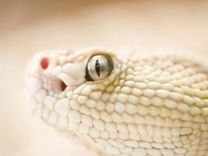 White Snake Close-up Shot Wallpaper