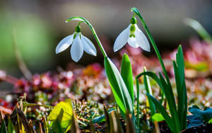 White Snowdrop Beautiful Flower Wallpaper