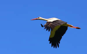 White Stork In Flight Against Blue Sky Wallpaper