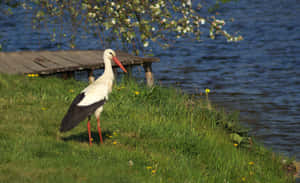 White Stork Near Waterfront.jpg Wallpaper