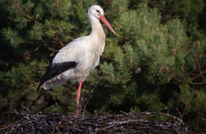 White Stork Standingin Nest Wallpaper