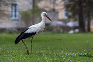 White Stork Walkingin Grass Wallpaper