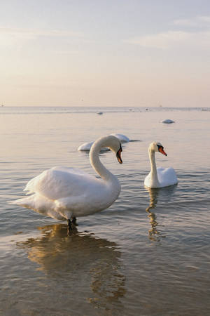 White Swan Beautiful Birds Wallpaper