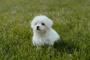 White Teacup Poodle On Grass Wallpaper
