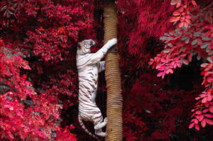 White Tiger At Tree Trunk Wallpaper