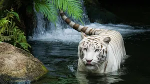 White Tiger In Water Wallpaper