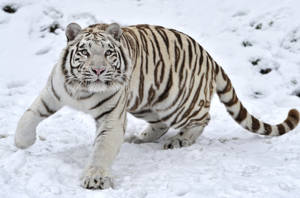 White Tiger On Winter Snow Wallpaper