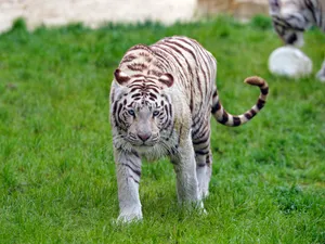 White Tiger Walking On Grass Wallpaper