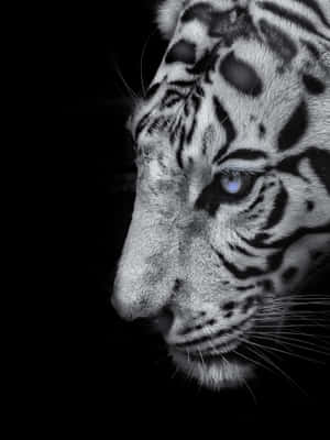 White Tiger Wallpapers Wallpaper