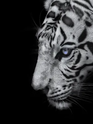 White Tiger Wallpapers Wallpaper