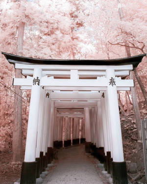 White Torii Gates Wallpaper