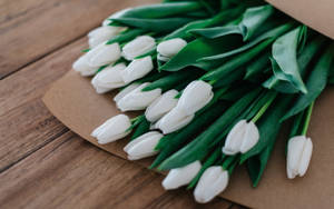 White Tulip Beautiful Flower Wallpaper