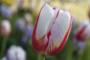 White Tulip Most Beautiful Nature Wallpaper