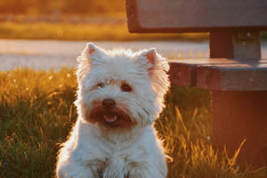 White Westie On Grass At Sunset Wallpaper