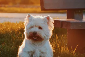 White Westie On Grass At Sunset Wallpaper