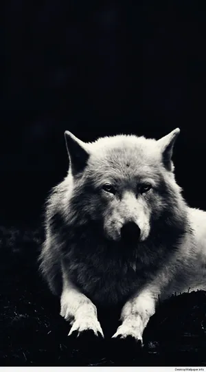 White Wolf Wallpaper